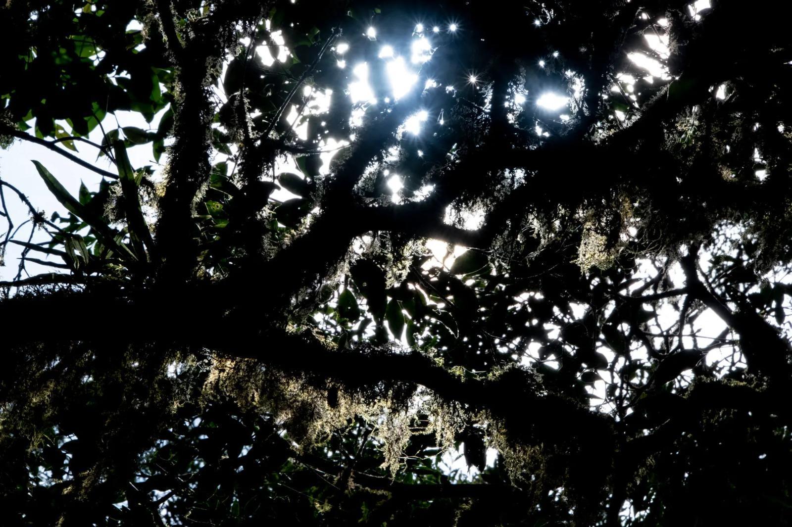 Costa Rica: La «forêt des nuages» disparaît peu à peu sous un soleil éclatant