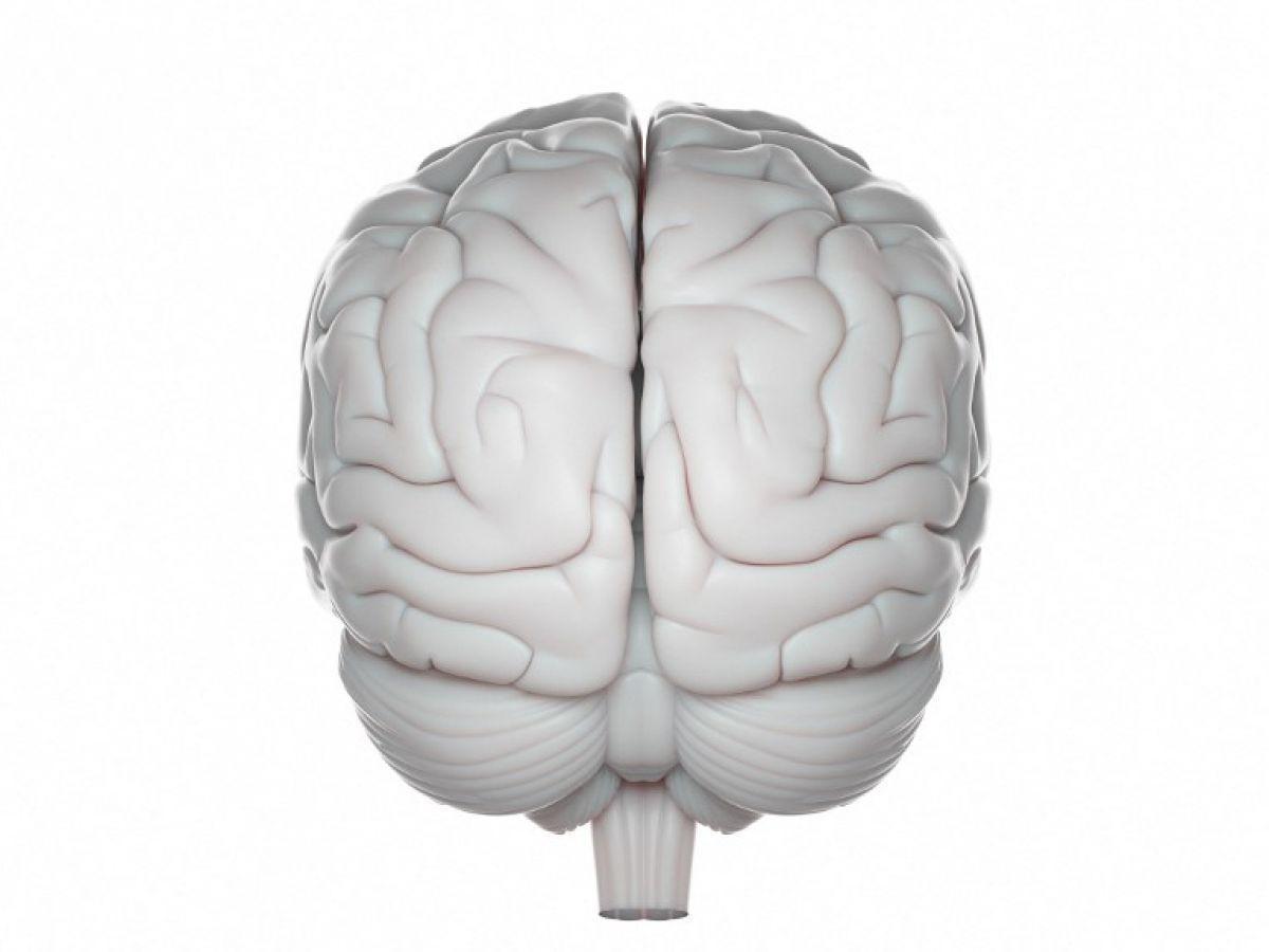 Le cerveau des hommes et des femmes réagirait différemment face au stress chronique Le cerveau des hommes et des femmes réagirait différemment face au stress chronique