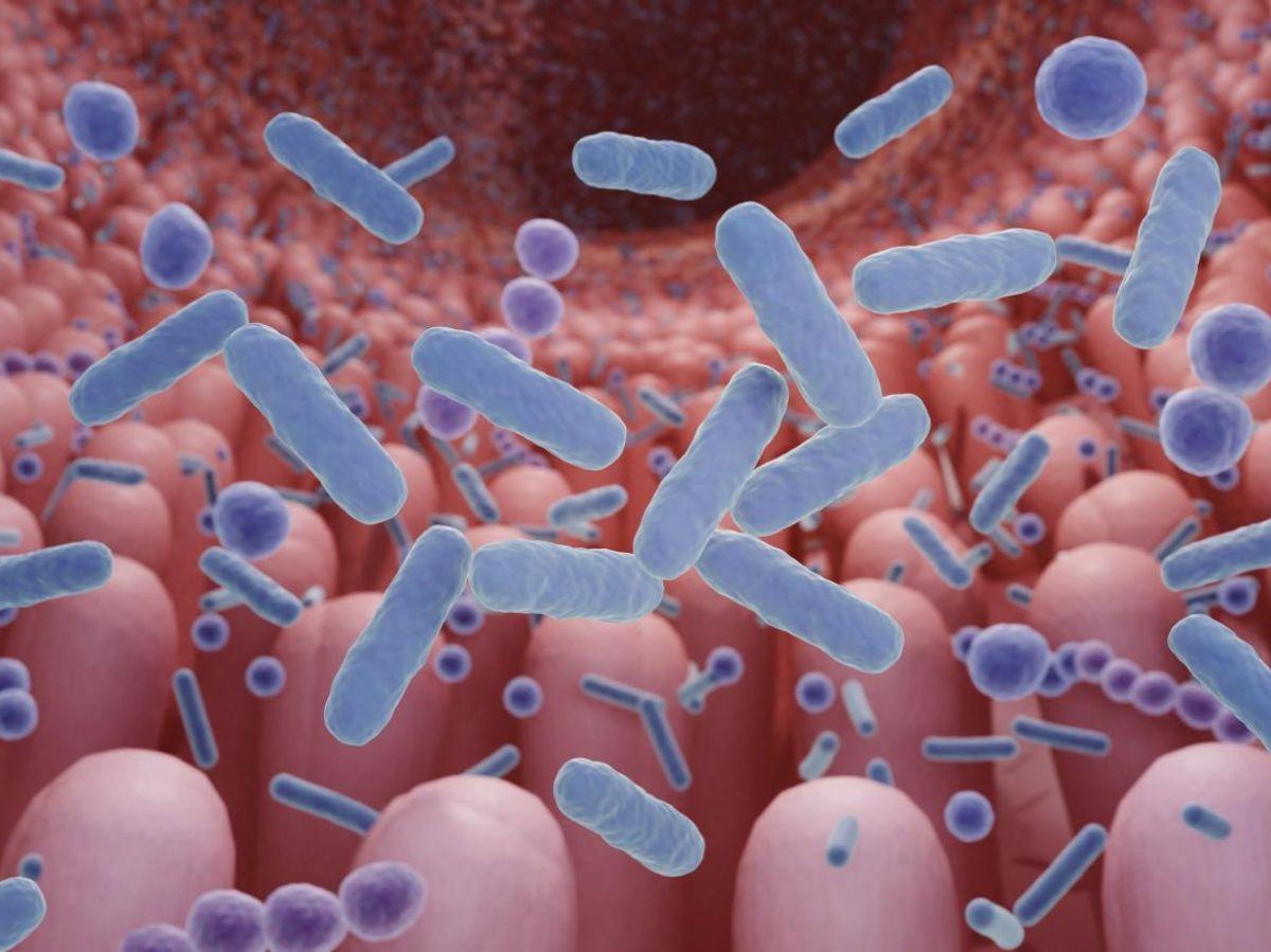 Le microbiote intestinal influe sur les risques et la sévérité de certaines infections virales Le microbiote intestinal influe sur les risques et la sévérité de certaines infections virales