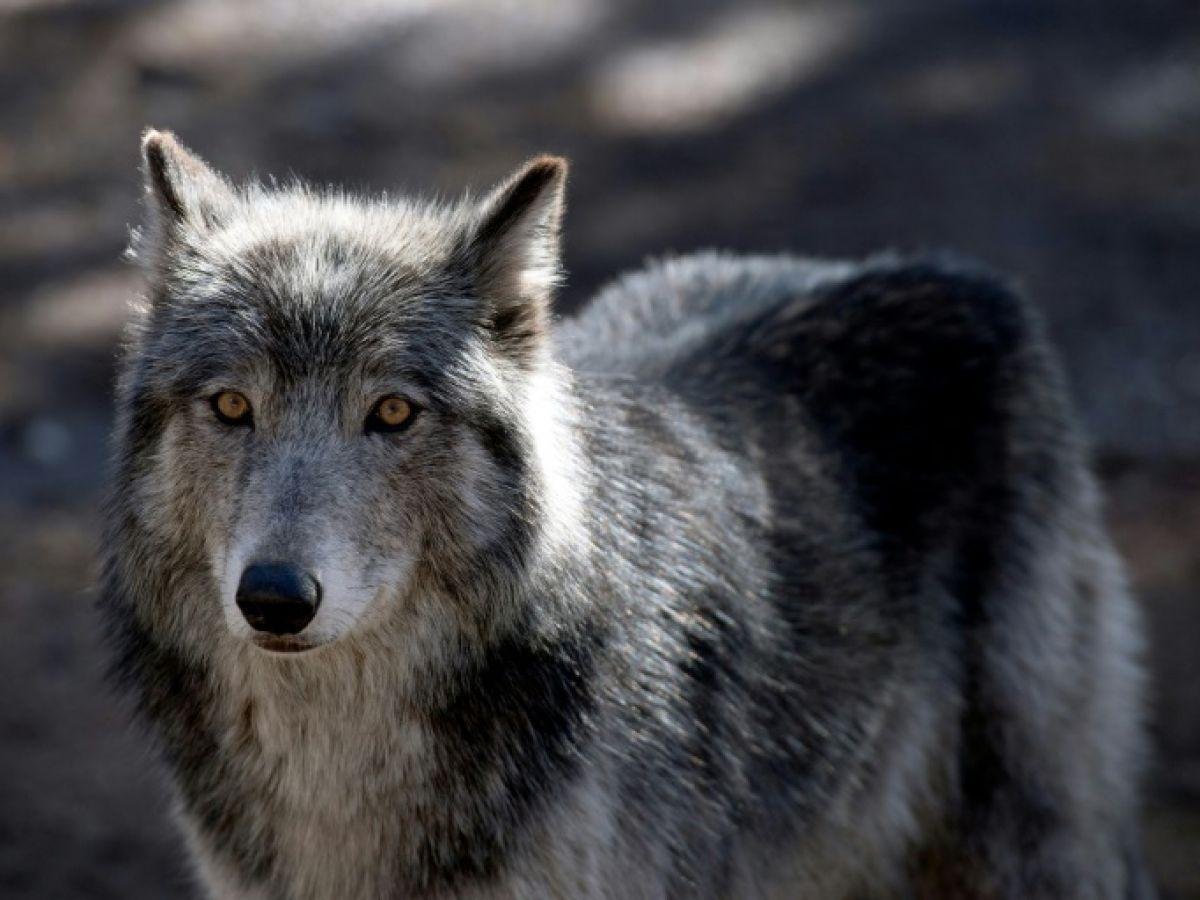 Le nouveau “plan loup” est décrié par les écologistes et les éleveurs