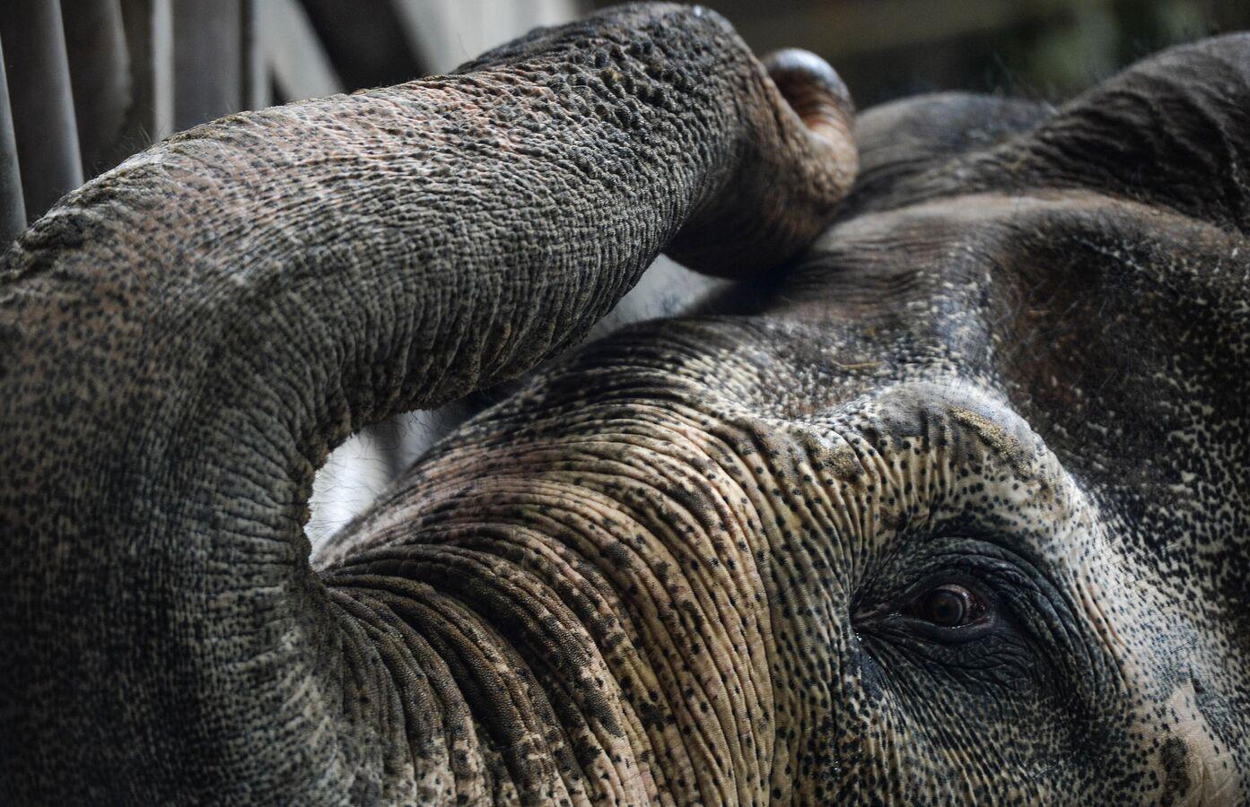 Les éléphants d’Afrique se donnent des noms uniques, selon une nouvelle étude Les éléphants d’Afrique se donnent des noms uniques, selon une nouvelle étude