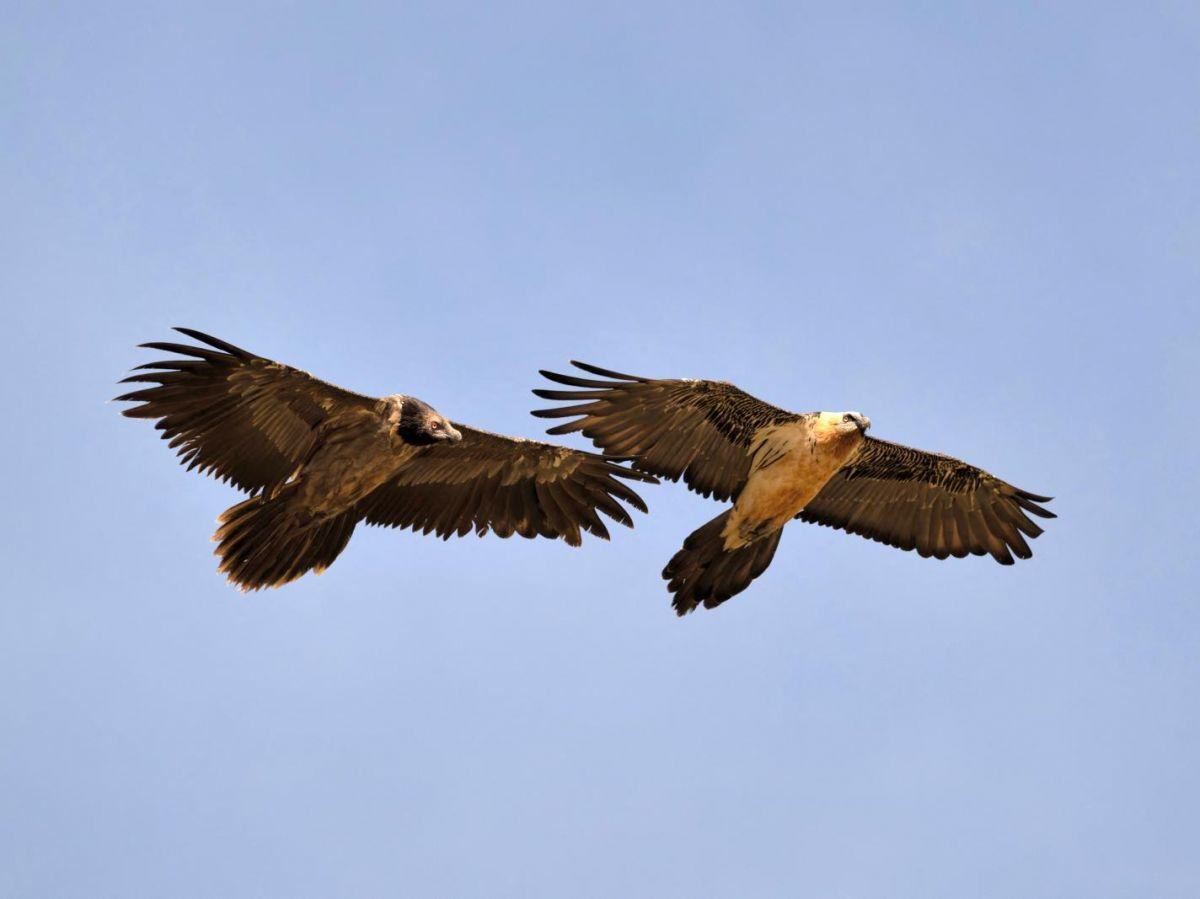 L’évolution a fourni une invention géniale aux oiseaux pour qu’ils puissent planer L’évolution a fourni une invention géniale aux oiseaux pour qu’ils puissent planer