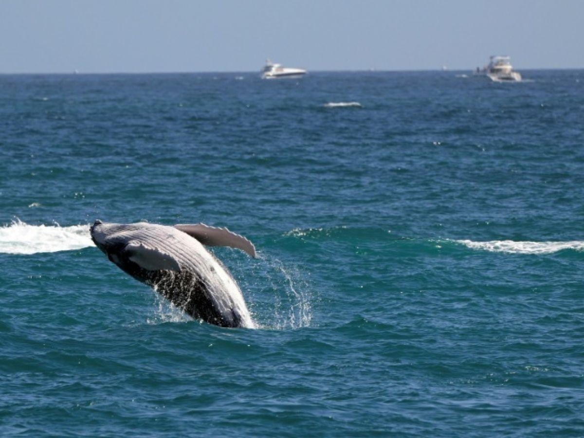 Des baleines grises du Pacifique rétrécissent à mesure que le climat se réchauffe Des baleines grises du Pacifique rétrécissent à mesure que le climat se réchauffe