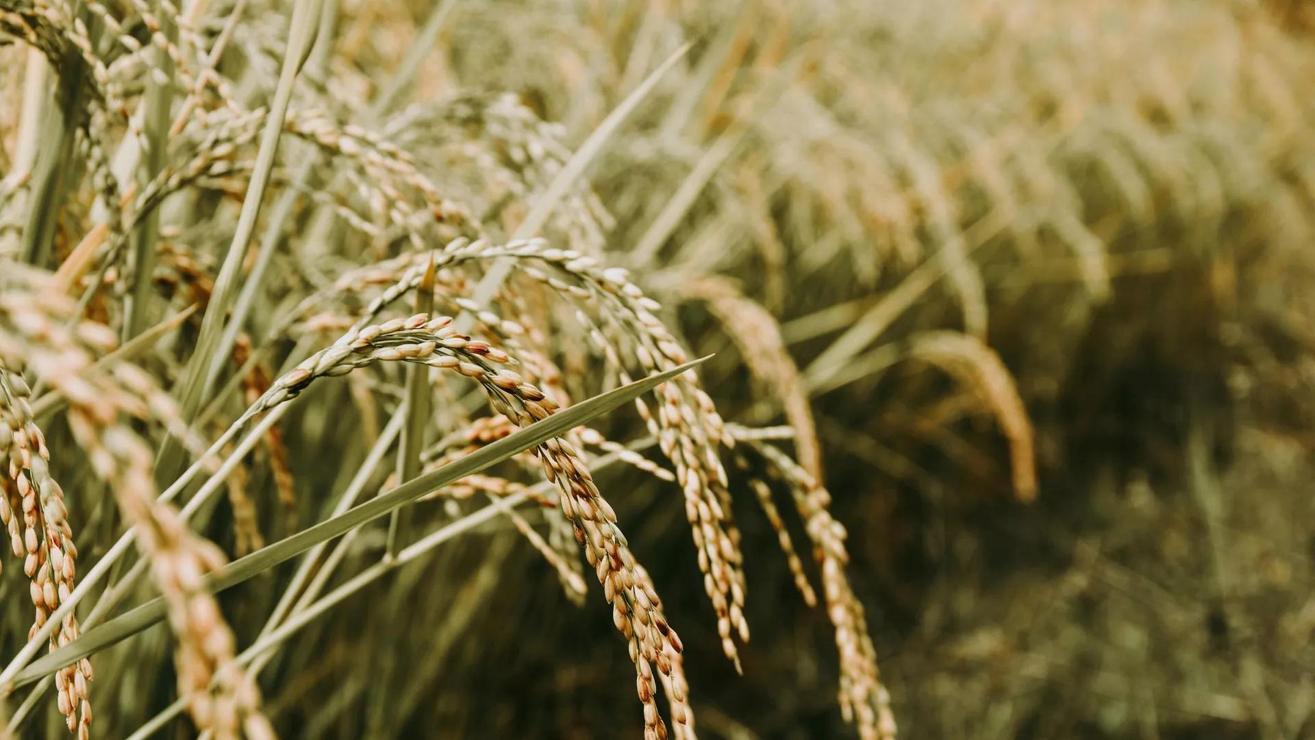 Le dynamisme du secteur agricole est au cœur de la croissance économique au Sénégal en 2023 Le dynamisme du secteur agricole est au cœur de la croissance économique au Sénégal en 2023