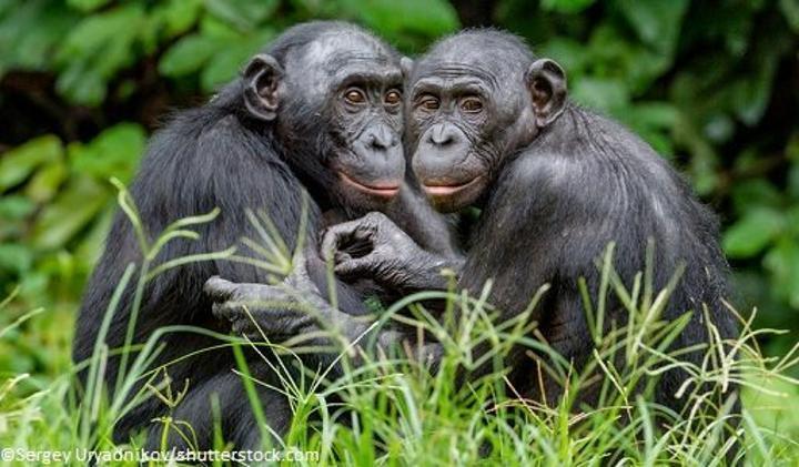 Le singe : le chromosome Y évolue plus rapidement que le X Le singe : le chromosome Y évolue plus rapidement que le X