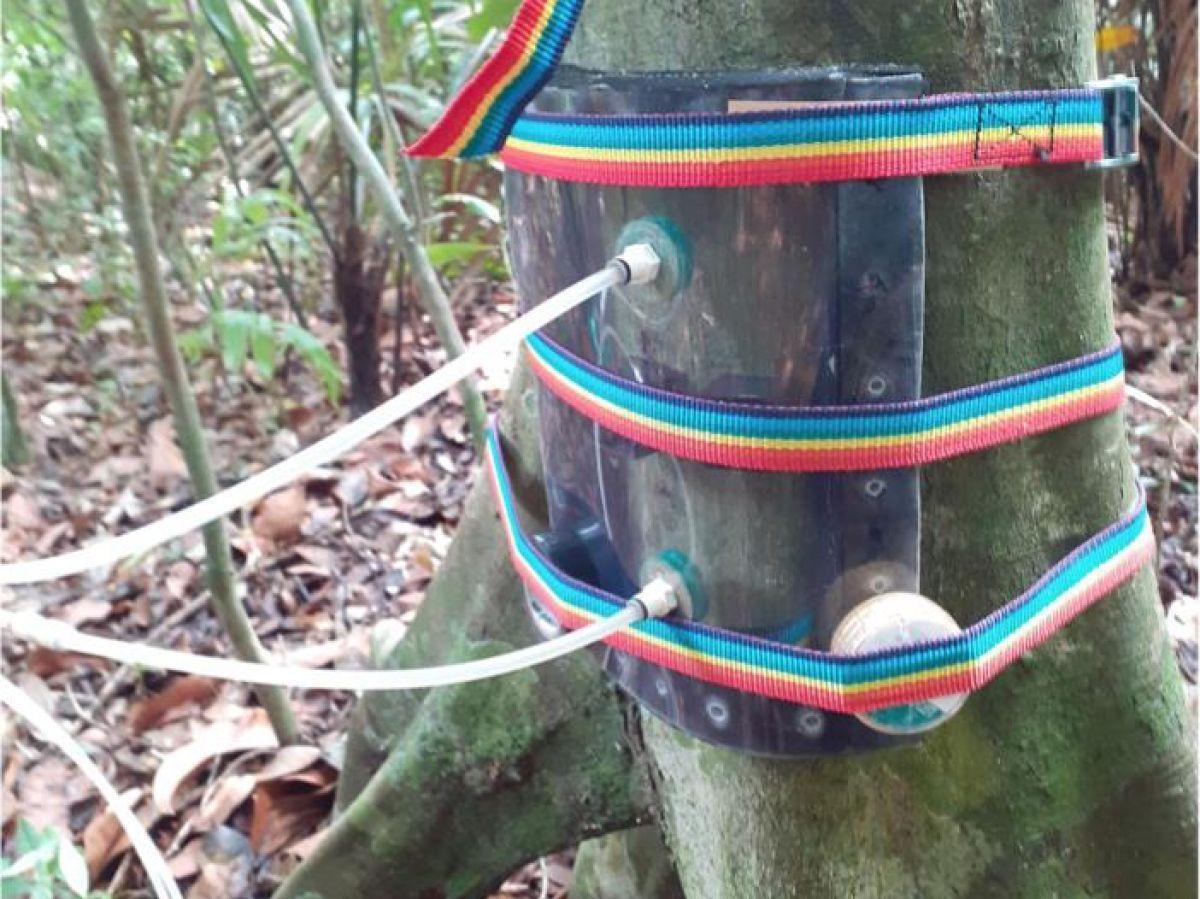 L’écorce des arbres pourrait absorber le méthane, selon une nouvelle étude L’écorce des arbres pourrait absorber le méthane, selon une nouvelle étude