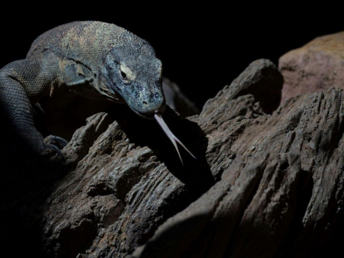 Pour mieux tuer leurs proies, les dragons de Komodo ont du fer sur les dents Pour mieux tuer leurs proies, les dragons de Komodo ont du fer sur les dents