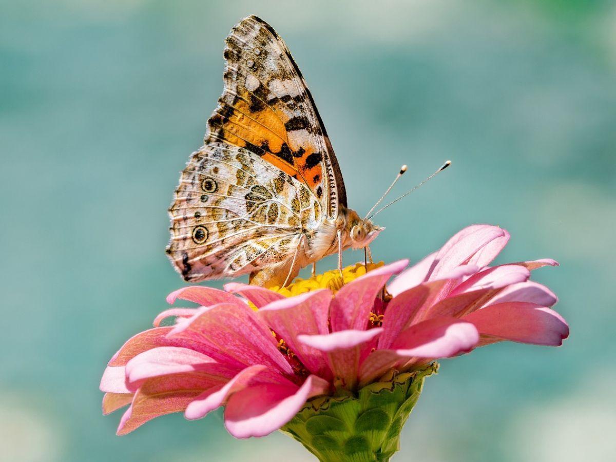 Les papillons peuvent polliniser les fleurs grâce à l’électricité, selon une étude Les papillons peuvent polliniser les fleurs grâce à l’électricité, selon une étude