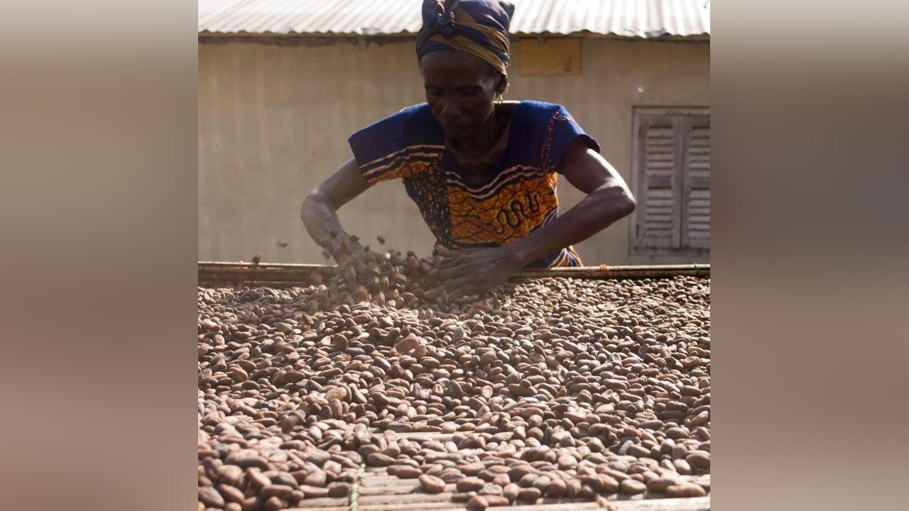 En une semaine, les prix des fèves de cacao grimpent de près de 20% En une semaine, les prix des fèves de cacao grimpent de près de 20%