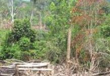 Bignona : Réflexion sur les menaces environnementales dans le Blouf Bignona : Réflexion sur les menaces environnementales dans le Blouf