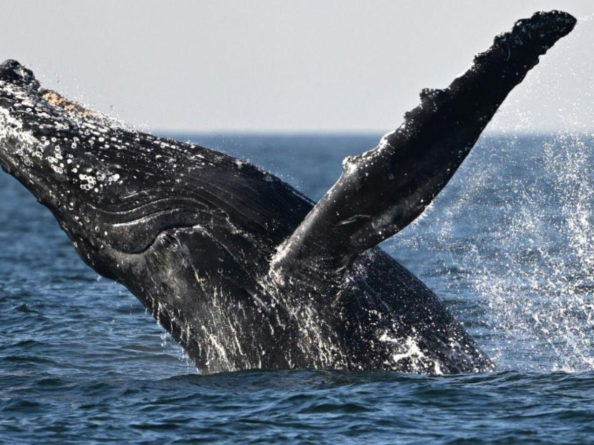 Quatre décennies après le moratoire, pourquoi la chasse à la baleine continue Quatre décennies après le moratoire, pourquoi la chasse à la baleine continue