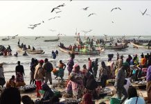 Les Eaux Fertiles de L’Afrique de L’Ouest Abritent une Biodiversité Marine Riche et des Zones de Pêche Productives Les Eaux Fertiles de L'Afrique de L'Ouest Abritent une Biodiversité Marine Riche et des Zones de Pêche Productives