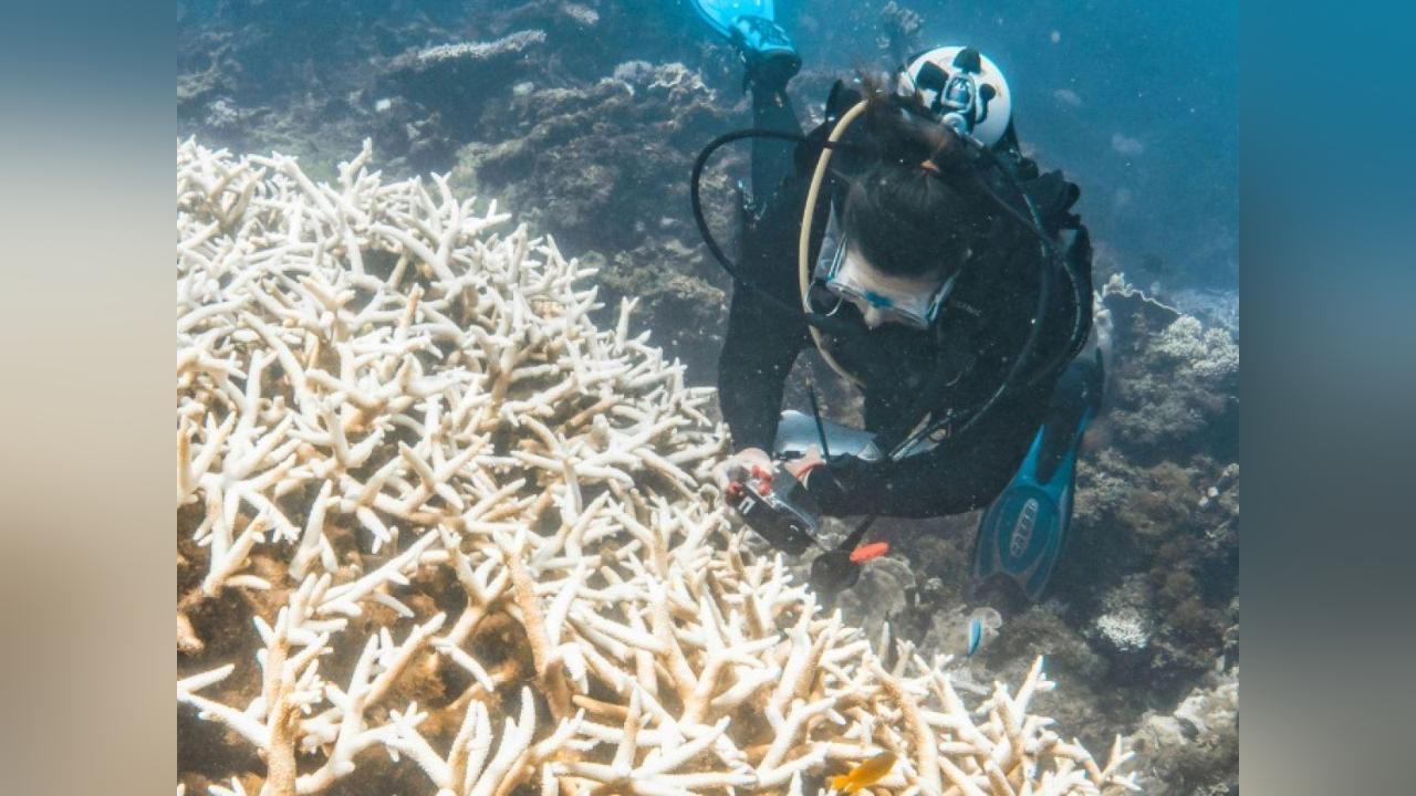 Une “tempête de Neige Silencieuse” : les Récifs Coralliens du Monde Menacés par un Blanchissement Historique Une “tempête de Neige Silencieuse” : les Récifs Coralliens du Monde Menacés par un Blanchissement Historique