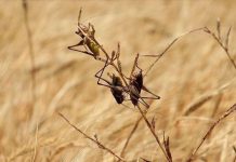 La FAO Appelle à la Vigilance Face à la Menace des Criquets Pèlerins en Afrique du Nord-Ouest La FAO Appelle à la Vigilance Face à la Menace des Criquets Pèlerins en Afrique du Nord-Ouest