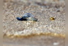 Physalies Urticantes Envahissent Plages du Sud-Ouest Physalies Urticantes Envahissent Plages du Sud-Ouest