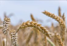 Syndrome de L’Intestin Irritable et Gluten Sûr Syndrome de L’Intestin Irritable et Gluten Sûr