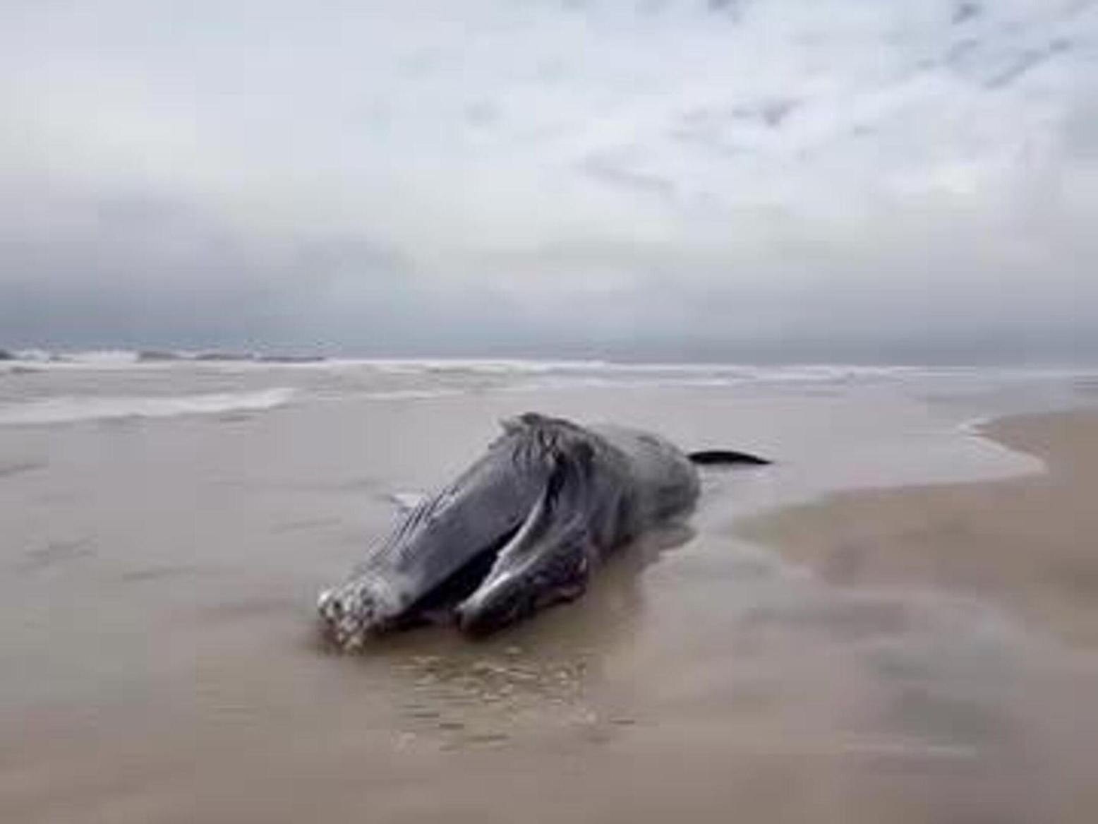 Baleine Morte en Côte D’Ivoire, Précisions des Autorités Baleine Morte en Côte D’Ivoire, Précisions des Autorités