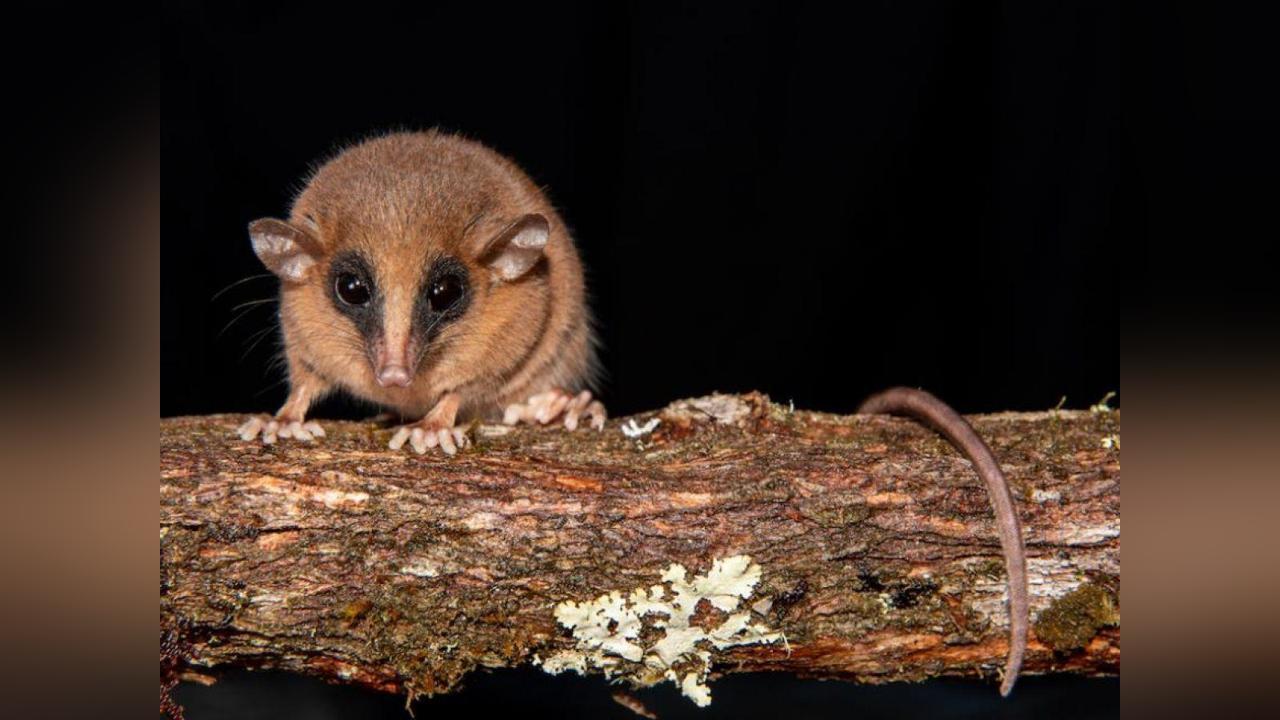 Une Nouvelle Espèce D’Opossum Découverte au Pérou Une Nouvelle Espèce D’Opossum Découverte au Pérou