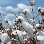 Production de Coton: Sénégal sur le Point de Dépasser Bénin Production de Coton: Sénégal sur le Point de Dépasser Bénin