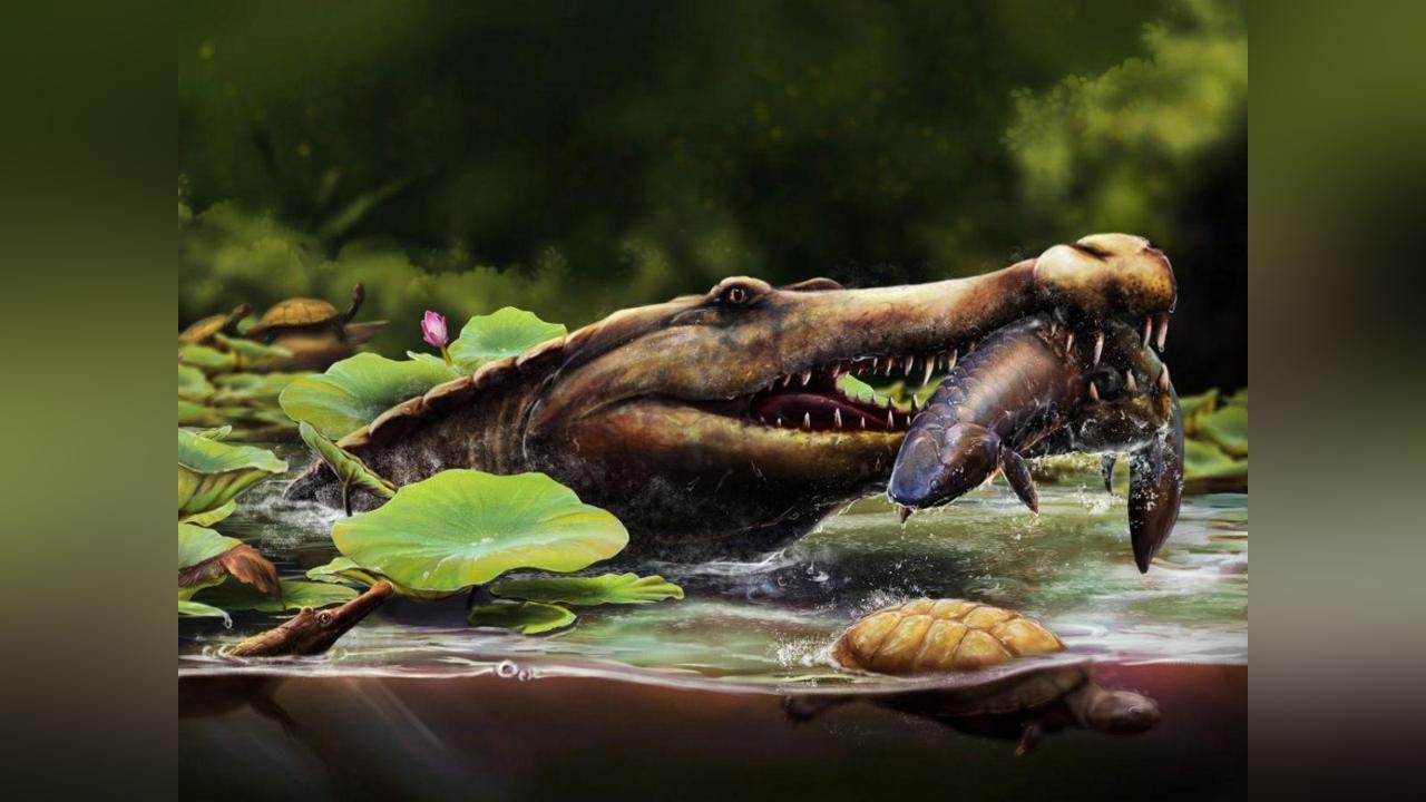 Ancien Crocodile Marin Découvert dans le Désert Égyptien Ancien Crocodile Marin Découvert dans le Désert Égyptien