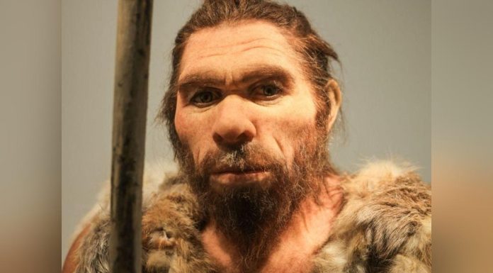 Nez de Néandertal Plus Adapté au Froid que Sapiens Nez de Néandertal Plus Adapté au Froid que Sapiens