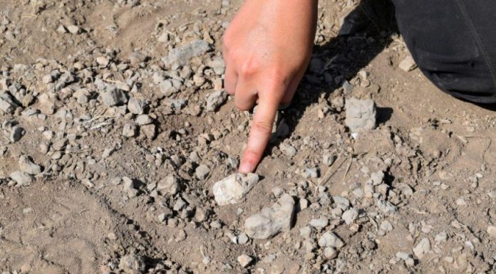 Découverte D’Un Pied Fossilisé Contemporain de Lucy Découverte D’Un Pied Fossilisé Contemporain de Lucy