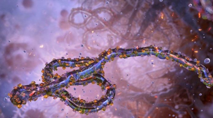 Ebola et les Organoïdes dans le Système Digestif Ebola et les Organoïdes dans le Système Digestif