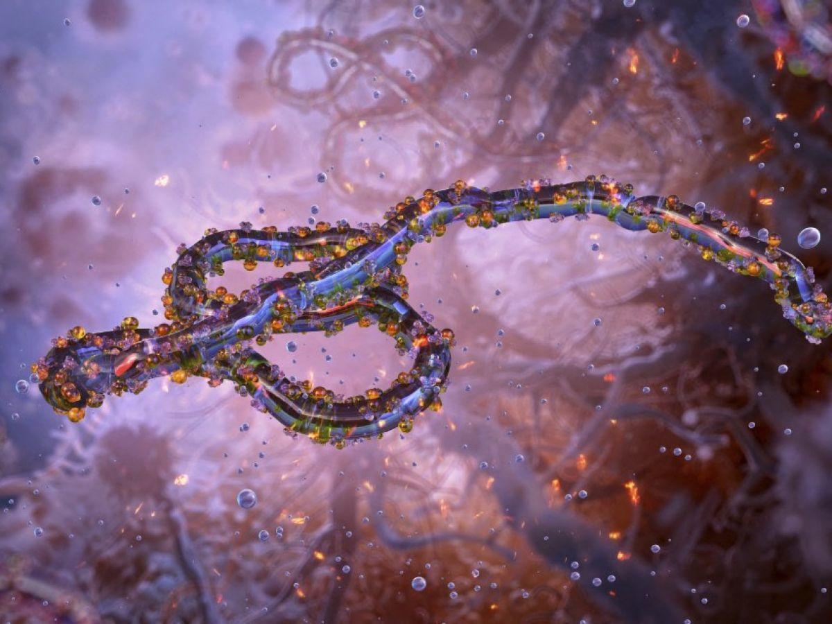 Ebola et les Organoïdes dans le Système Digestif Ebola et les Organoïdes dans le Système Digestif