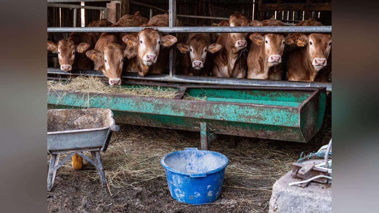 Dermatose Nodulaire Contagieuse: Inquiétude des ÉLeveurs Dermatose Nodulaire Contagieuse: Inquiétude des ÉLeveurs