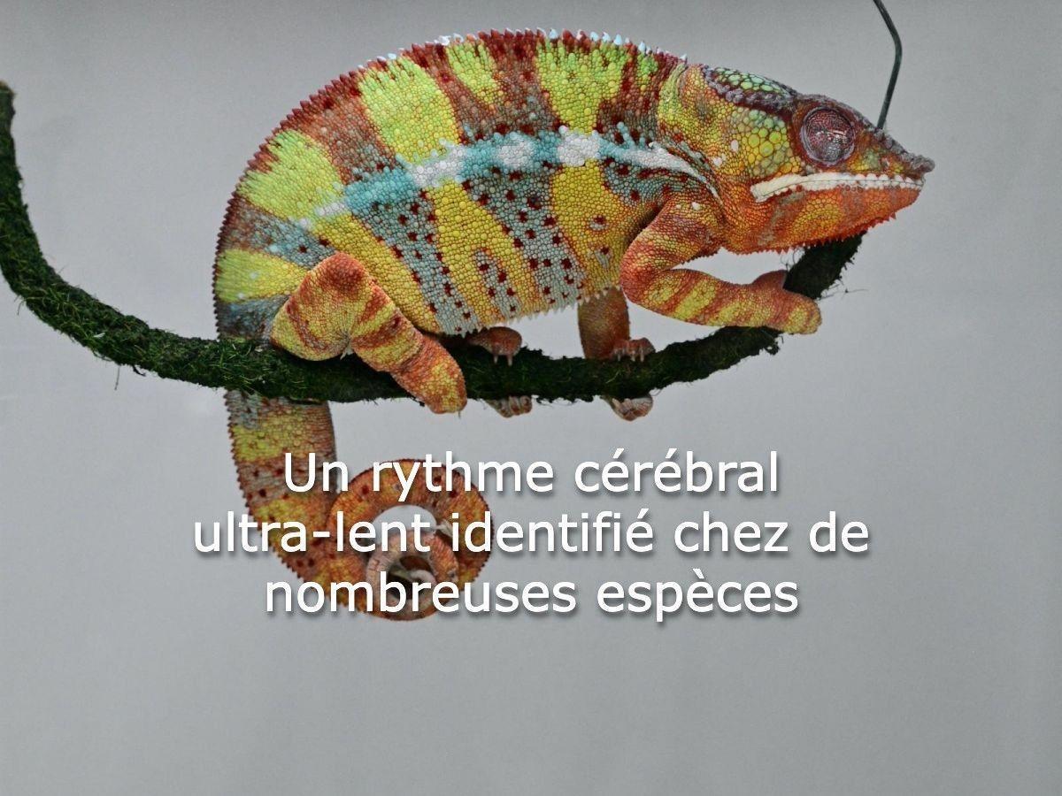 Rythme Ultra-Lent et Parasites chez les Romains Rythme Ultra-Lent et Parasites chez les Romains