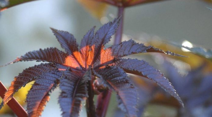 Antidote FrançAis Contre la Ricine: PremièRe Mondiale Antidote FrançAis Contre la Ricine: PremièRe Mondiale