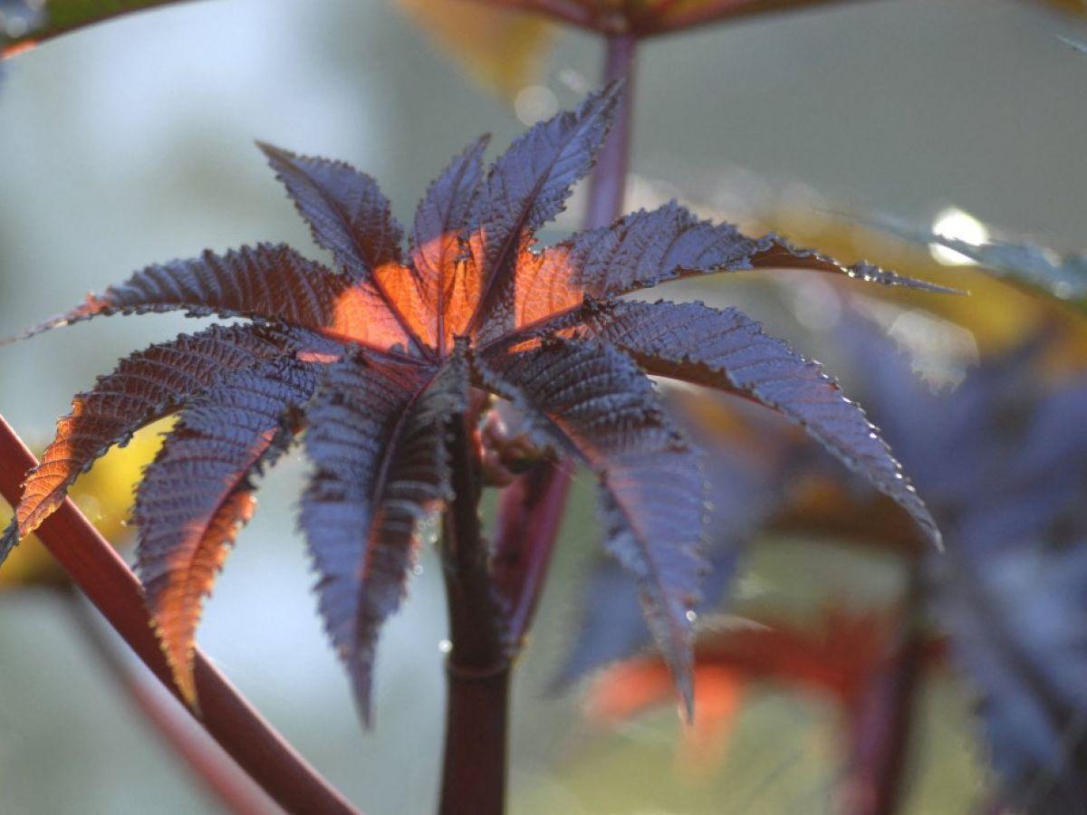 Antidote FrançAis Contre la Ricine: PremièRe Mondiale Antidote FrançAis Contre la Ricine: PremièRe Mondiale