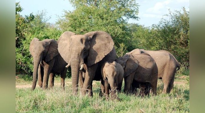 Haut-Lomami: des Éléphants Ravagent les Champs À Mulongo Haut-Lomami: des Éléphants Ravagent les Champs À Mulongo
