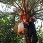 Nipah et autres Virus Rendant le Diagnostic Difficile Nipah et autres Virus Rendant le Diagnostic Difficile