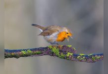 Bruit et Reproduction des Oiseaux: Solutions Disponibles Bruit et Reproduction des Oiseaux: Solutions Disponibles