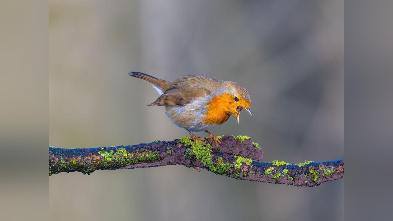 Bruit et Reproduction des Oiseaux: Solutions Disponibles Bruit et Reproduction des Oiseaux: Solutions Disponibles