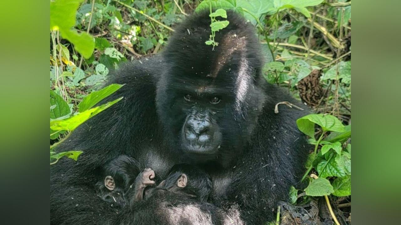 Bonnes Nouvelles Scientifiques de Janvier 2026 Bonnes Nouvelles Scientifiques de Janvier 2026