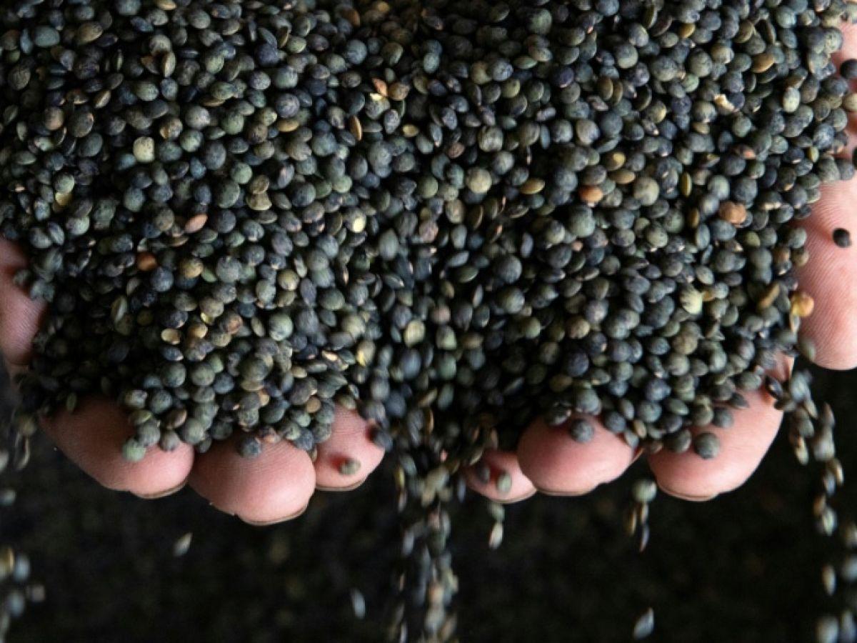 Lentille en Quête de Vocation Face au Changement Climatique Lentille en Quête de Vocation Face au Changement Climatique