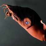 Génome du Vampire des Abysses Éclaire Origine des Pieuvres Génome du Vampire des Abysses Éclaire Origine des Pieuvres