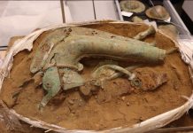 Découverte D’Un Carnyx, Trompette des Guerriers Celtes Découverte D’Un Carnyx, Trompette des Guerriers Celtes