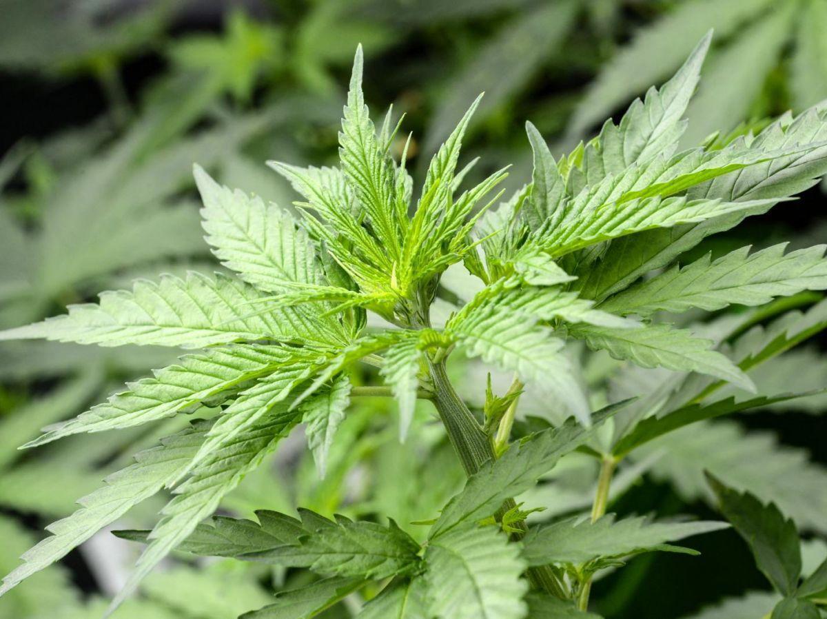 Cannabis Et Troubles Mentaux: Une Étude Sans Preuves Cannabis Et Troubles Mentaux: Une Étude Sans Preuves