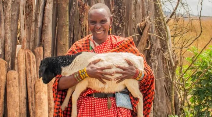 Femmes Massaï: le Fourrage Sauve le Bétail Femmes Massaï: le Fourrage Sauve le Bétail