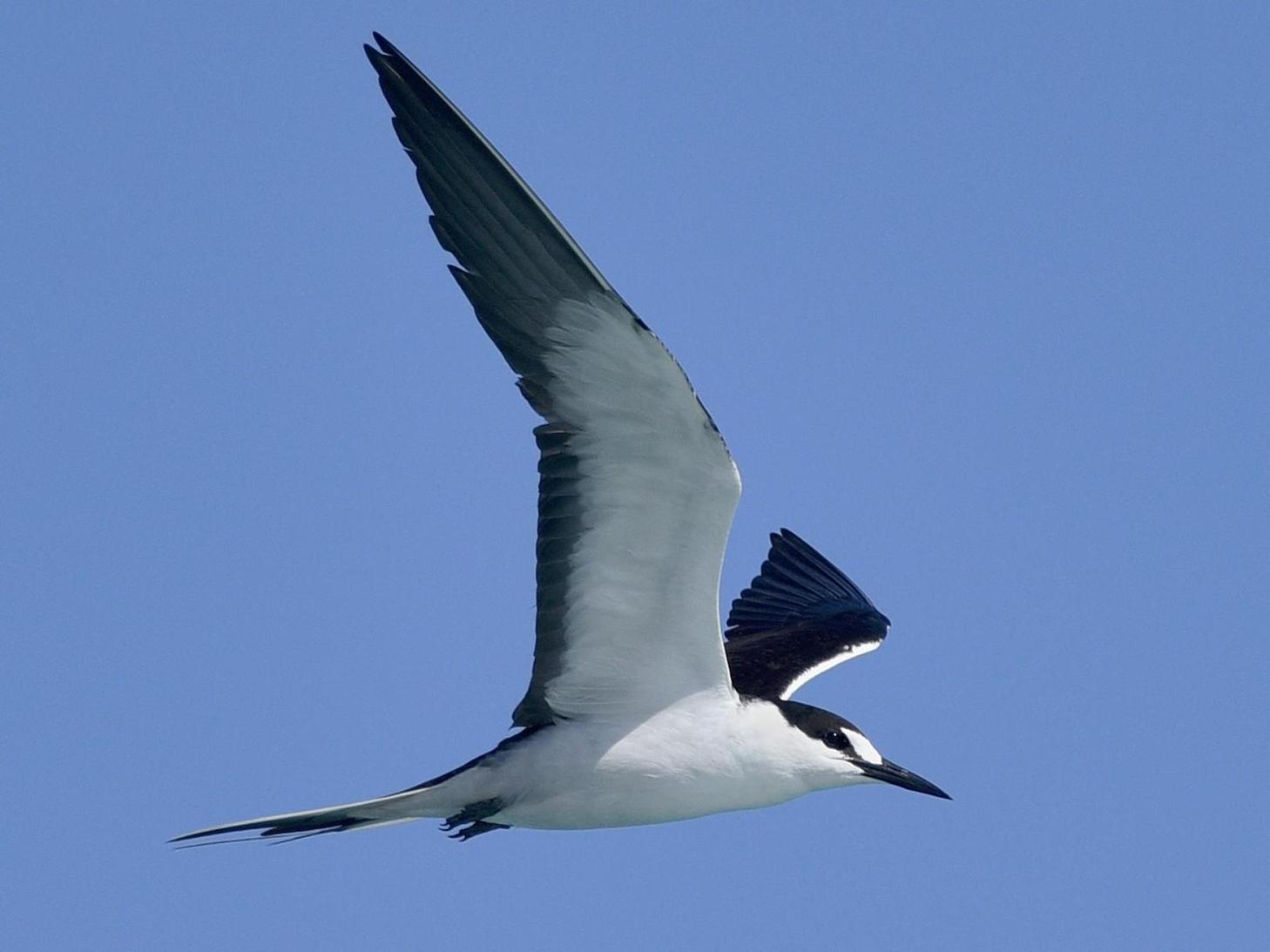 Satellite tracking project monitors sooty tern movement across seychelles