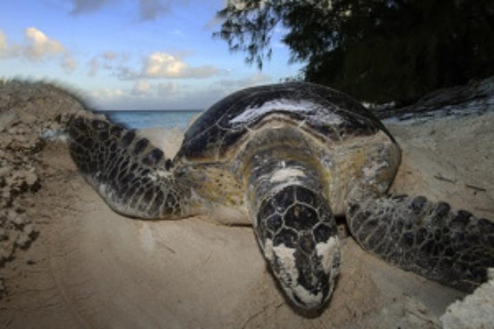 Protected green turtles thriving well on Seychelles' Aldabra atoll - 15,000 per year surviving, says Endangered Species Research journal Protected green turtles thriving well on Seychelles' Aldabra atoll - 15,000 per year surviving, says Endangered Species Research journal