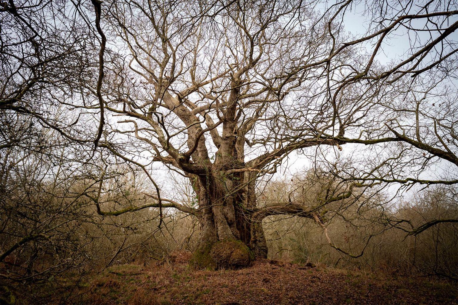 1,000-year-old oaks used to create 'super forest' 1,000-year-old oaks used to create 'super forest'