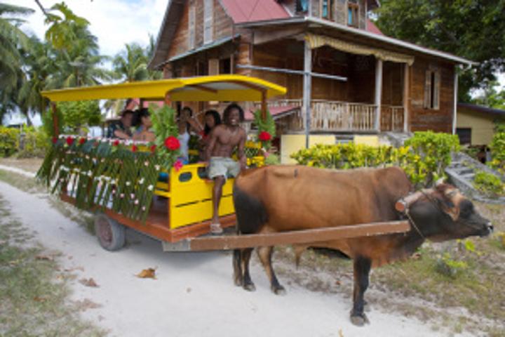 Seychelles has only one ox cart operator left on La Digue – Tradition of the island must be saved, he says Seychelles has only one ox cart operator left on La Digue – Tradition of the island must be saved, he says