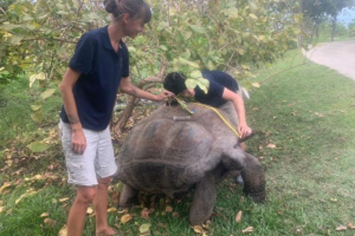 Census starts on second biggest giant tortoise population in the world on Fregate Island in Seychelles Census starts on second biggest giant tortoise population in the world on Fregate Island in Seychelles