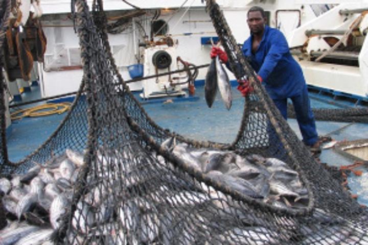 Indian Ocean states need to make equal or proportionate effort in tuna fishing, says Seychelles' fisheries minister Indian Ocean states need to make equal or proportionate effort in tuna fishing, says Seychelles' fisheries minister