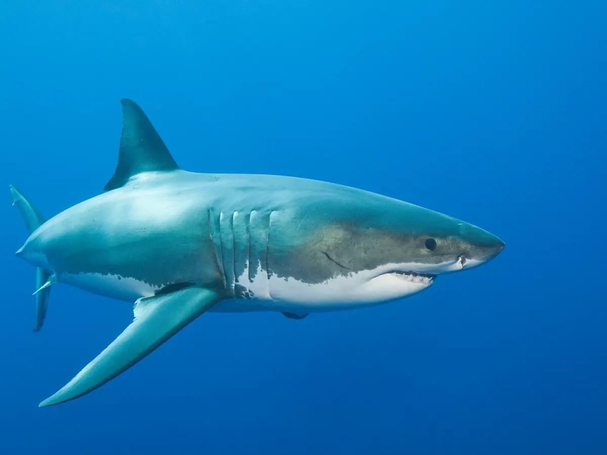 Save Our Seas Foundation joins shark conservation fund to save sharks ...