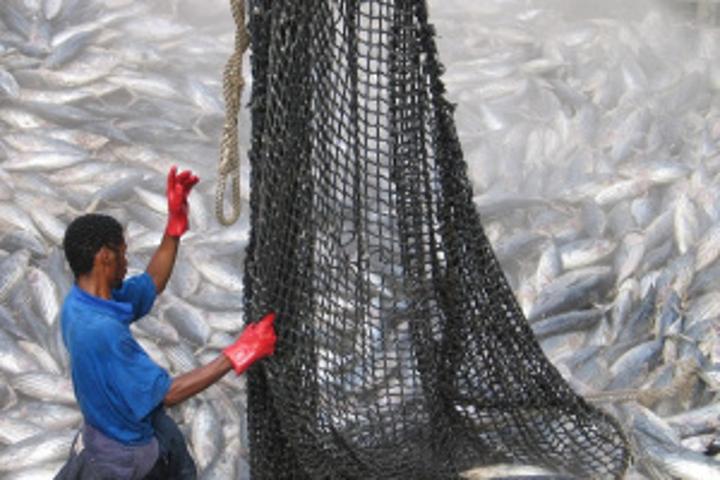 IOTC removes penalty on Seychelles' yellowfin tuna catch quota and adopts harvest strategy for bigeye species IOTC removes penalty on Seychelles' yellowfin tuna catch quota and adopts harvest strategy for bigeye species